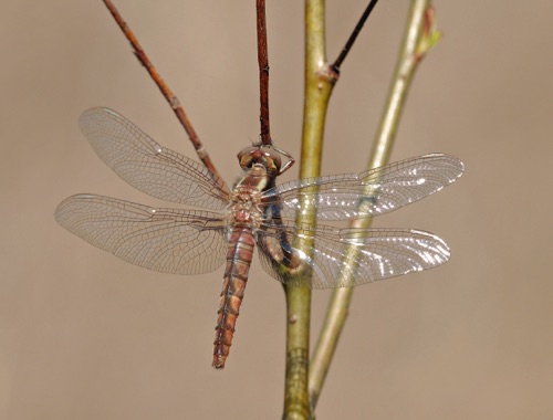 Female, teneral
2011_04_03_Floyd